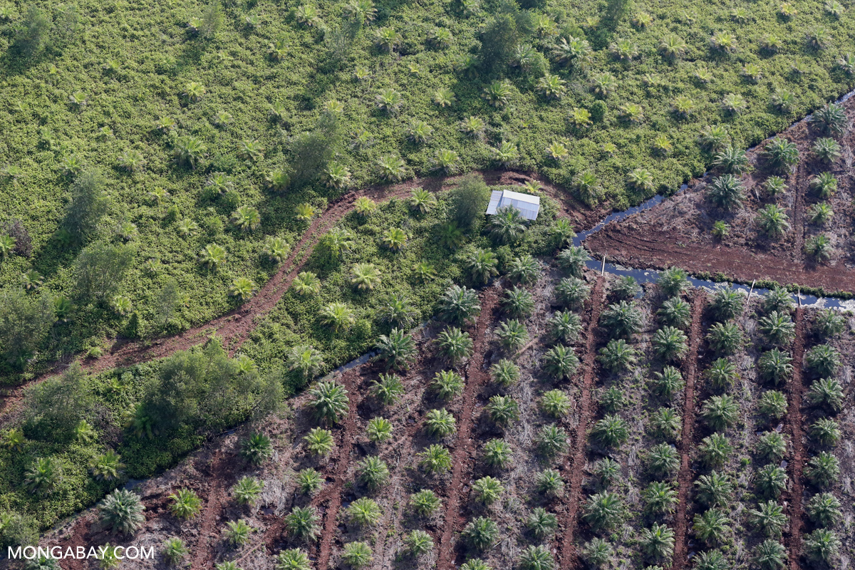 Forest Regeneration and Vanilla Cultivation in Indonesia