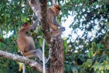 Proboscis monkeys in Malaysian Borneo. Image by John C. Cannon/Mongabay.