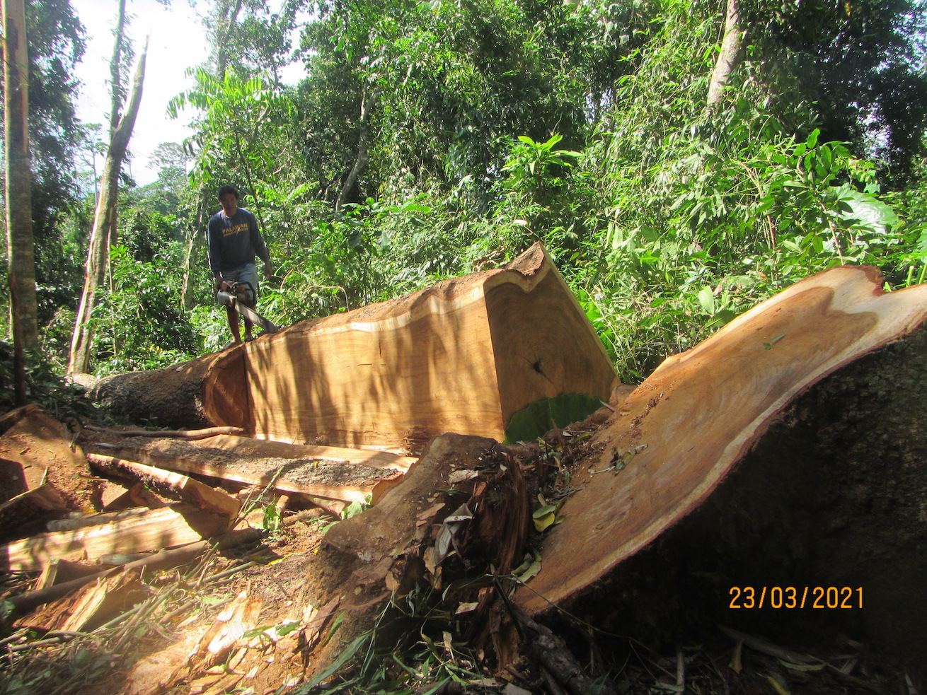 Illegal logging in Philippines’ Palawan stokes fears of a mining resurgence