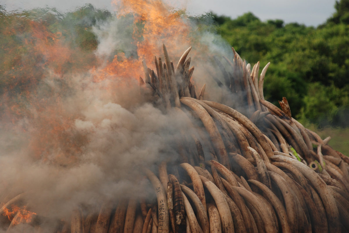 Burning confiscated elephant tusks, Kenya. Image by Kamweti Mutu via Flickr (CC BY-NC-ND-2.0)