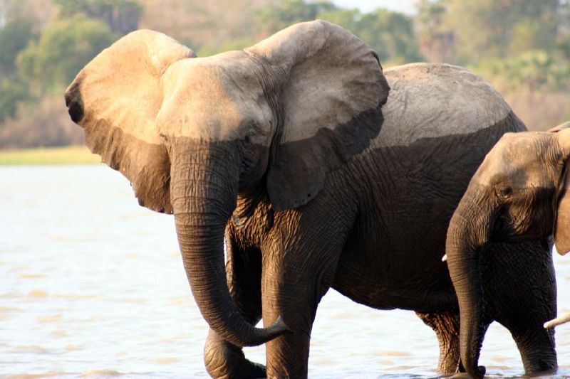 Elephants, Tanzania. Image by Consuelo Puchades via Flickr (CC BY-NC-ND-2.0)