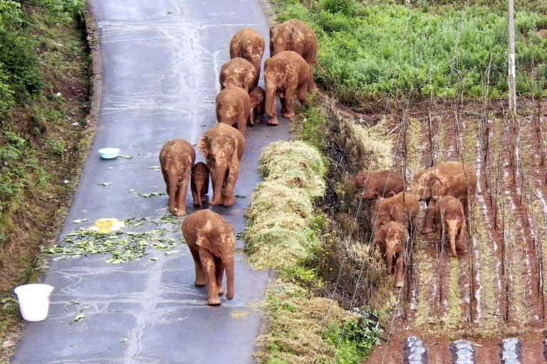 China’s ‘wandering elephants’. Credit: Yunnan Forest Fire Brigade via AP.