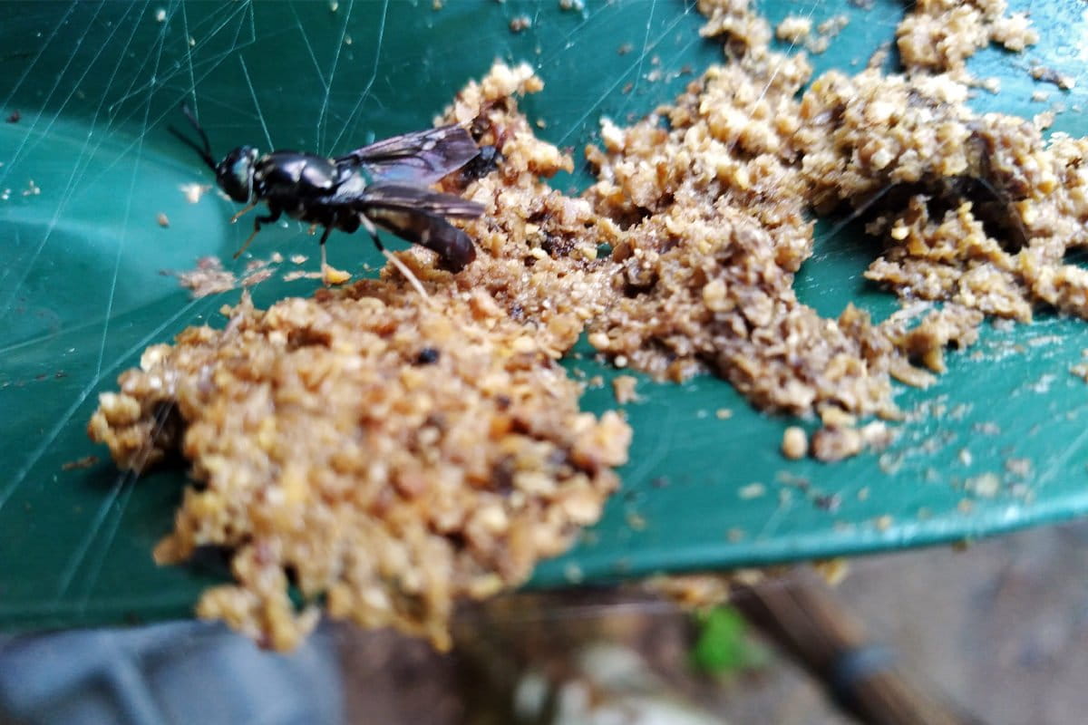 A startup deploys black soldier flies in the Philippines’ war on waste