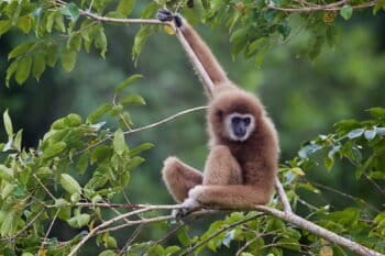 White handed gibbon