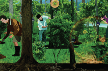 rubber agroforestry
