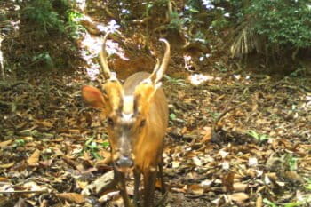 Giant muntjac