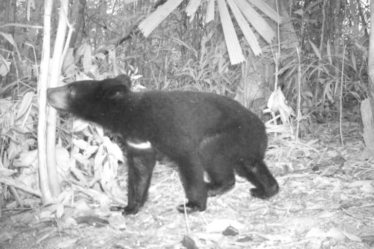 Asiatic black bear