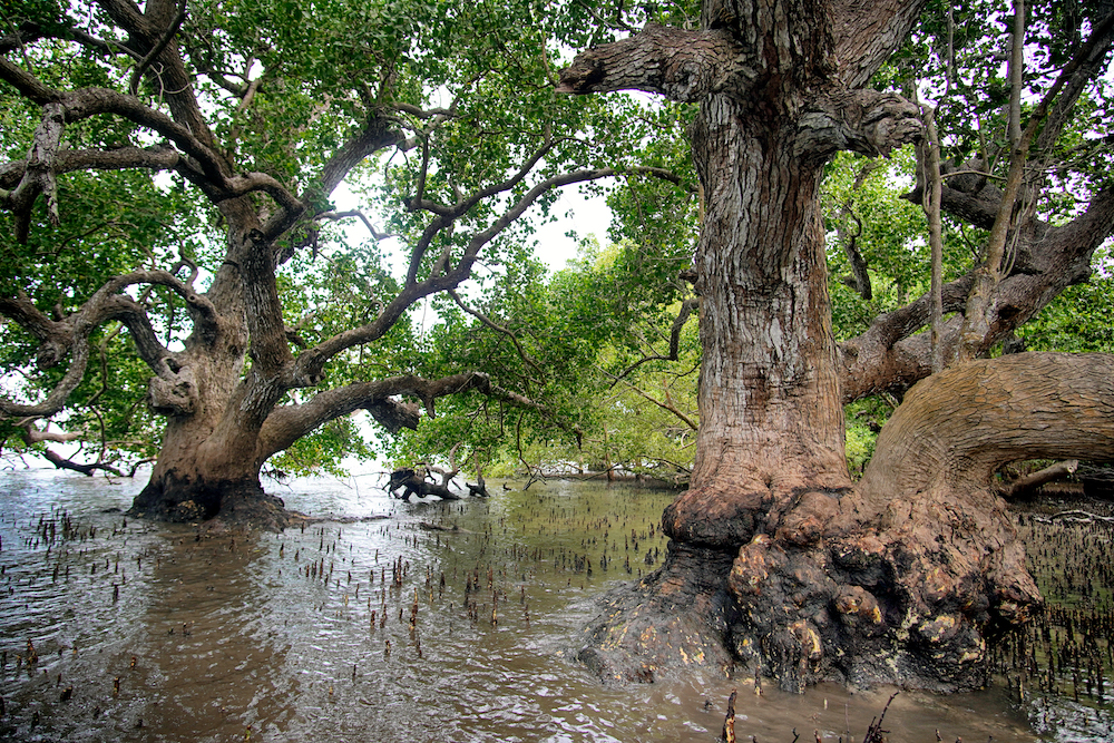 With Growing Pressures Can The Philippines Sustain Its Marine Reserves