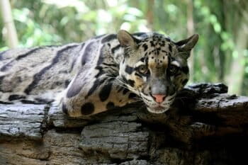Clouded leopard. Image by Ltshears via Wikimedia Commons (CC BY-SA 2.0).