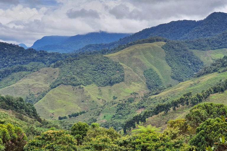 In the Colombian Andes, a forest corridor staves off species extinction