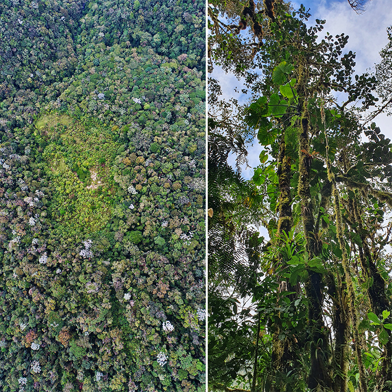 MPNR and Forest Epiphytes