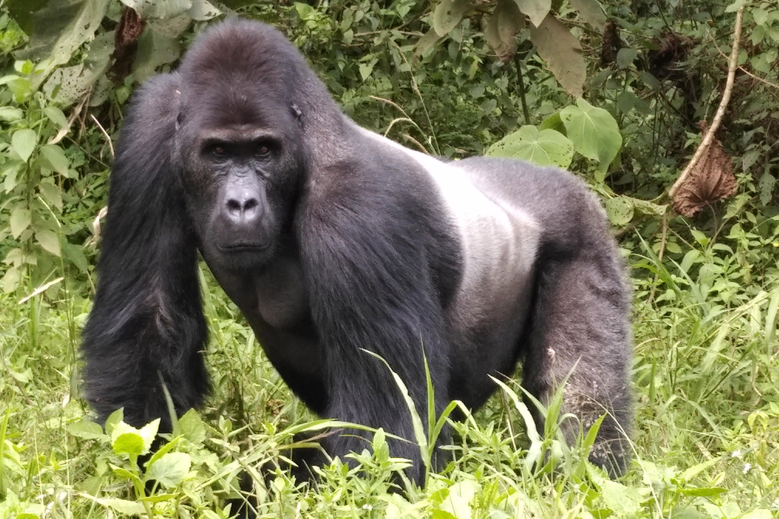 Silverback Grauer's gorilla in Kahuzi-Biega National Park. Photo credit: Strong Roots Congo.