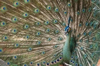 Green peafowl