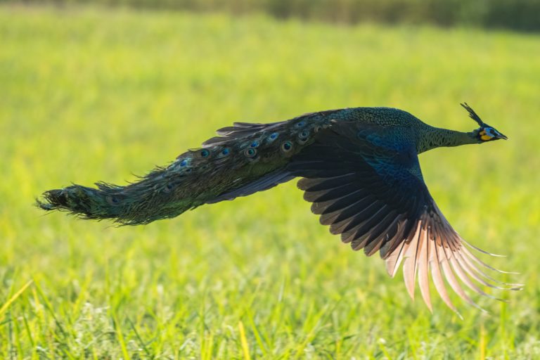 Green peafowl