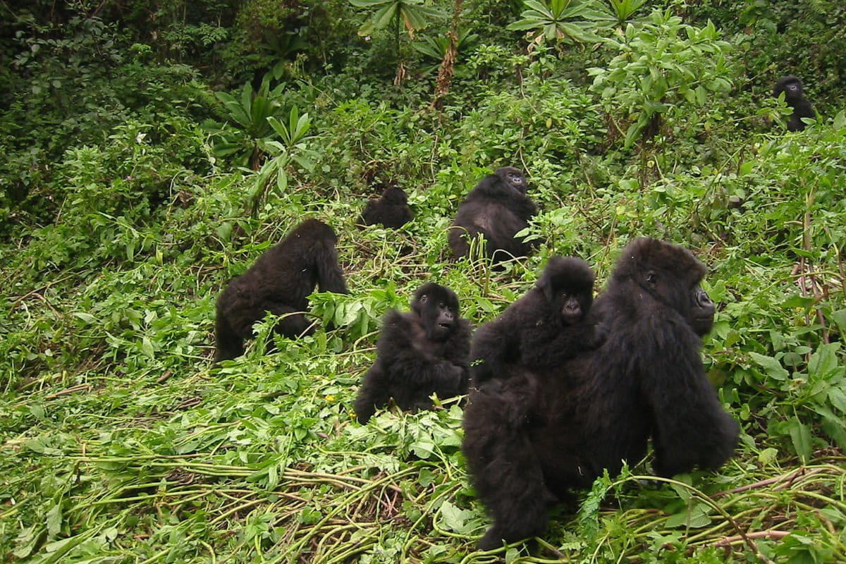 For Africa’s great apes, even ‘bestcase’ climate change will decimate habitat
