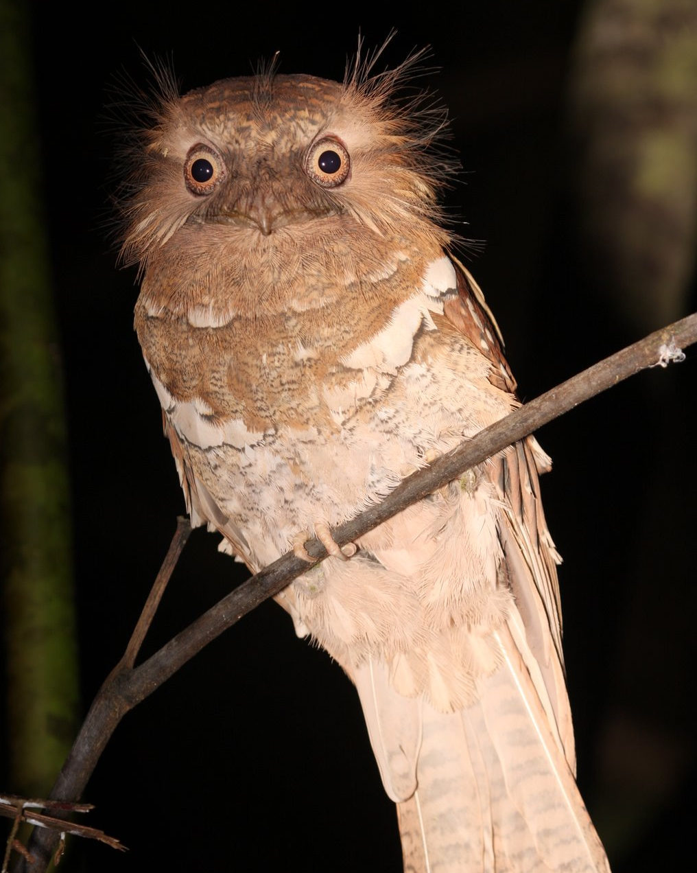 Phillippine Frogmouth