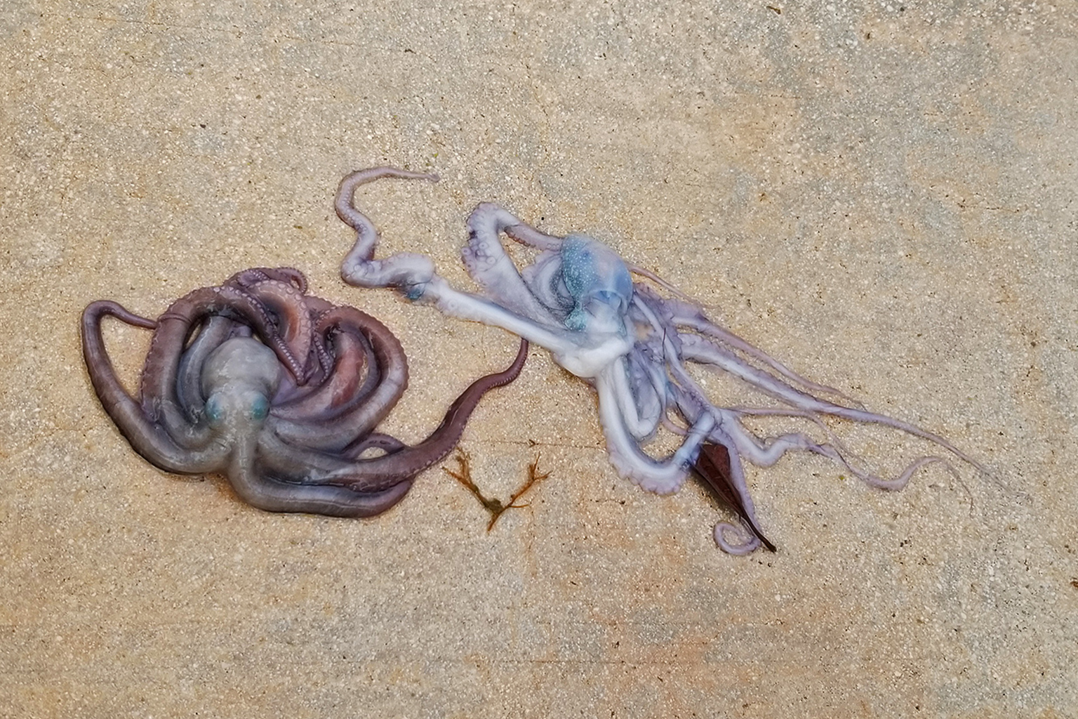 Building back Miami’s Biscayne Bay Do natural solutions hold hope?