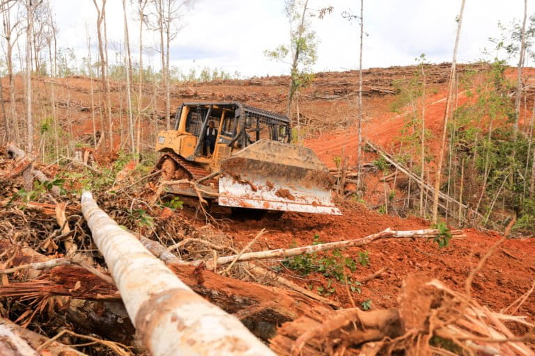 FSC meluncurkan raksasa kelapa sawit Korindo di tengah isu hak dan lingkungan di Papua