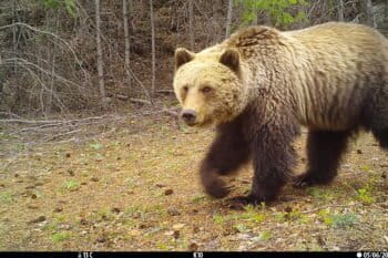Grizzly bear
