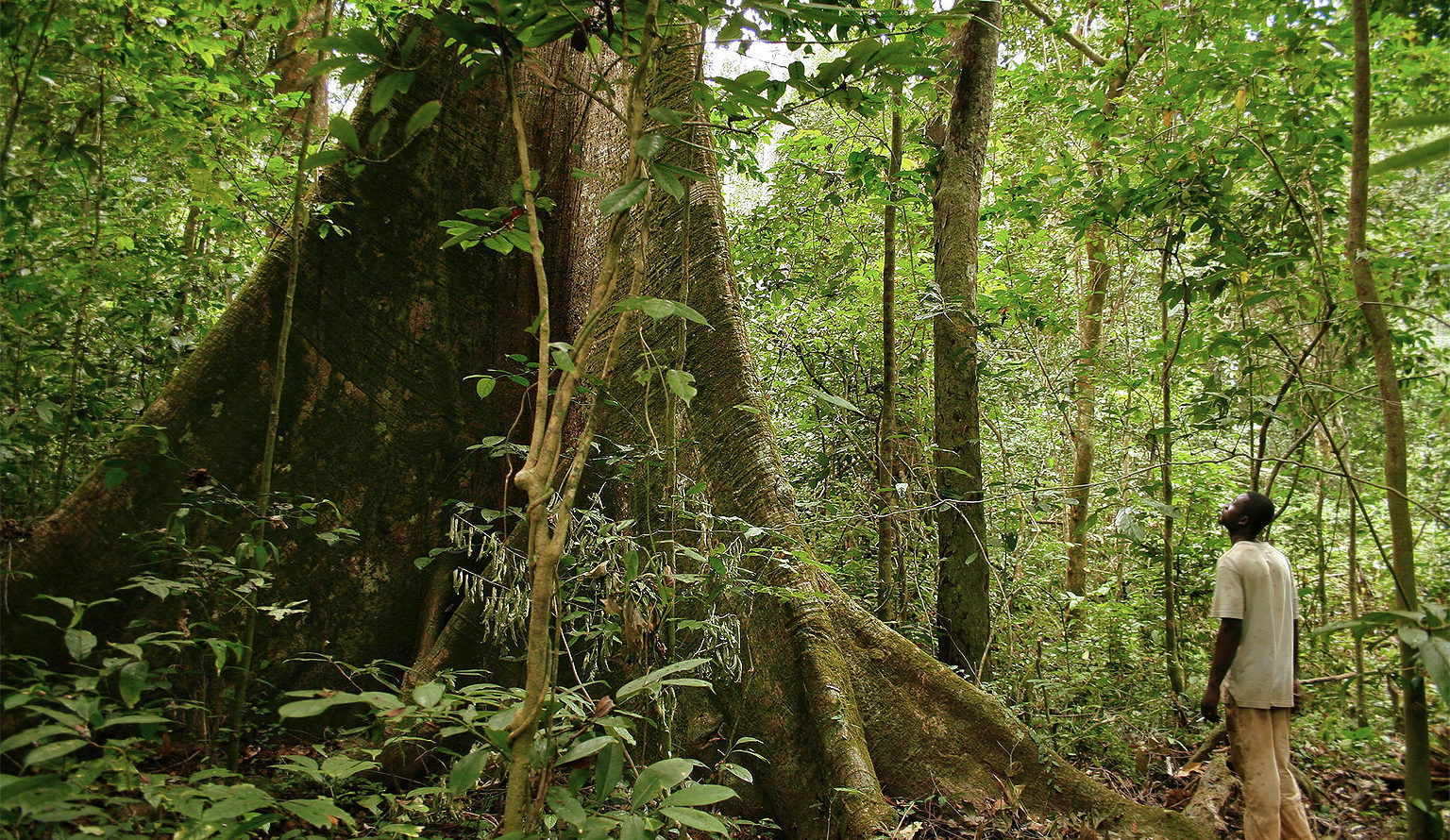 The Gabonese and Congolese forests help to create the rainfall in the Sahel. Image by Axel Rouvin via Flickr (CC BY 2.0).