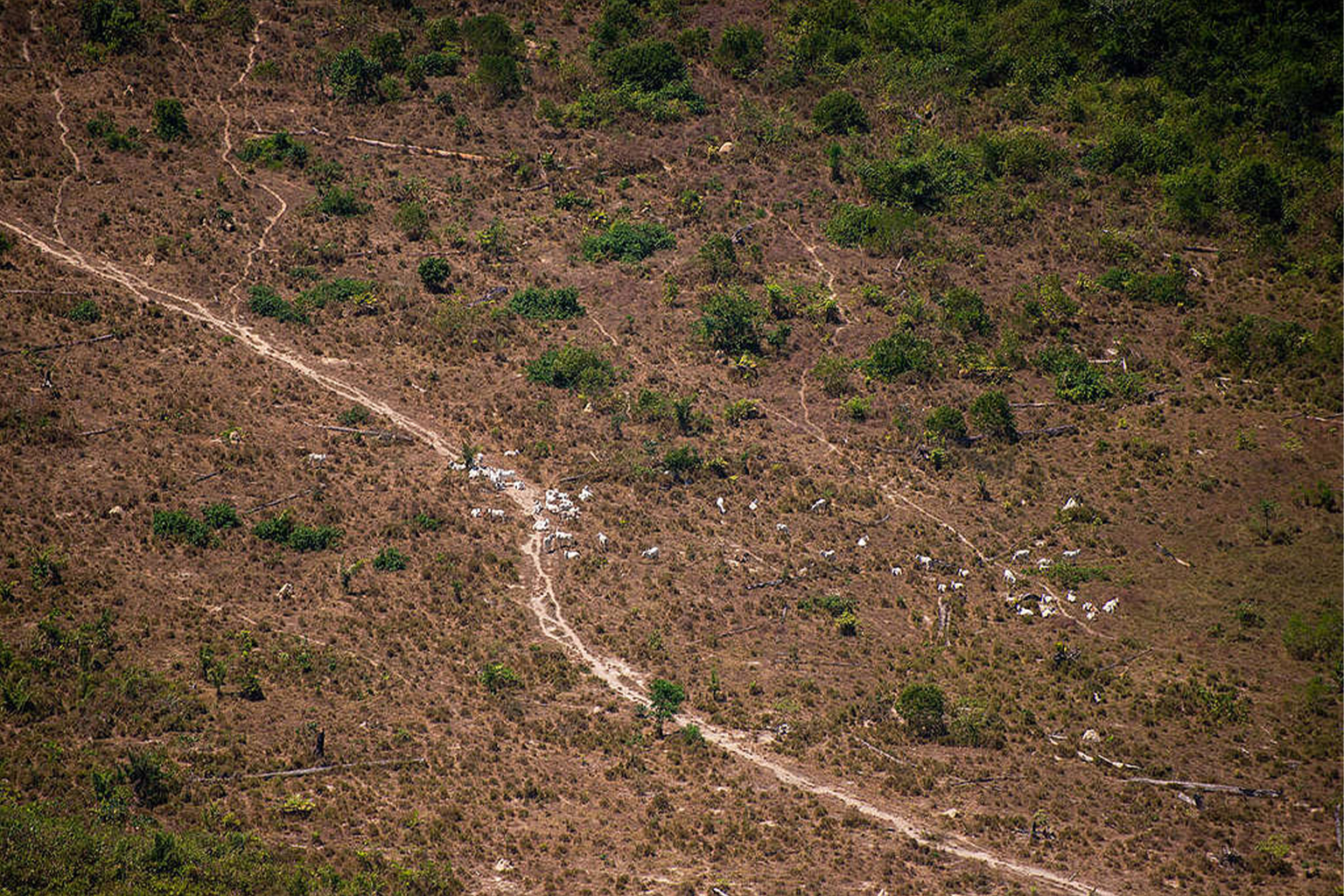 Amazon and Cerrado deforestation, warming spark record drought in urban