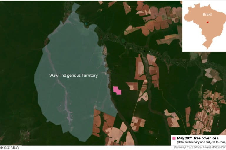 Satellite data from the University of Maryland visualized on Global Forest Watch show most clearing of the area happened in May 2021.