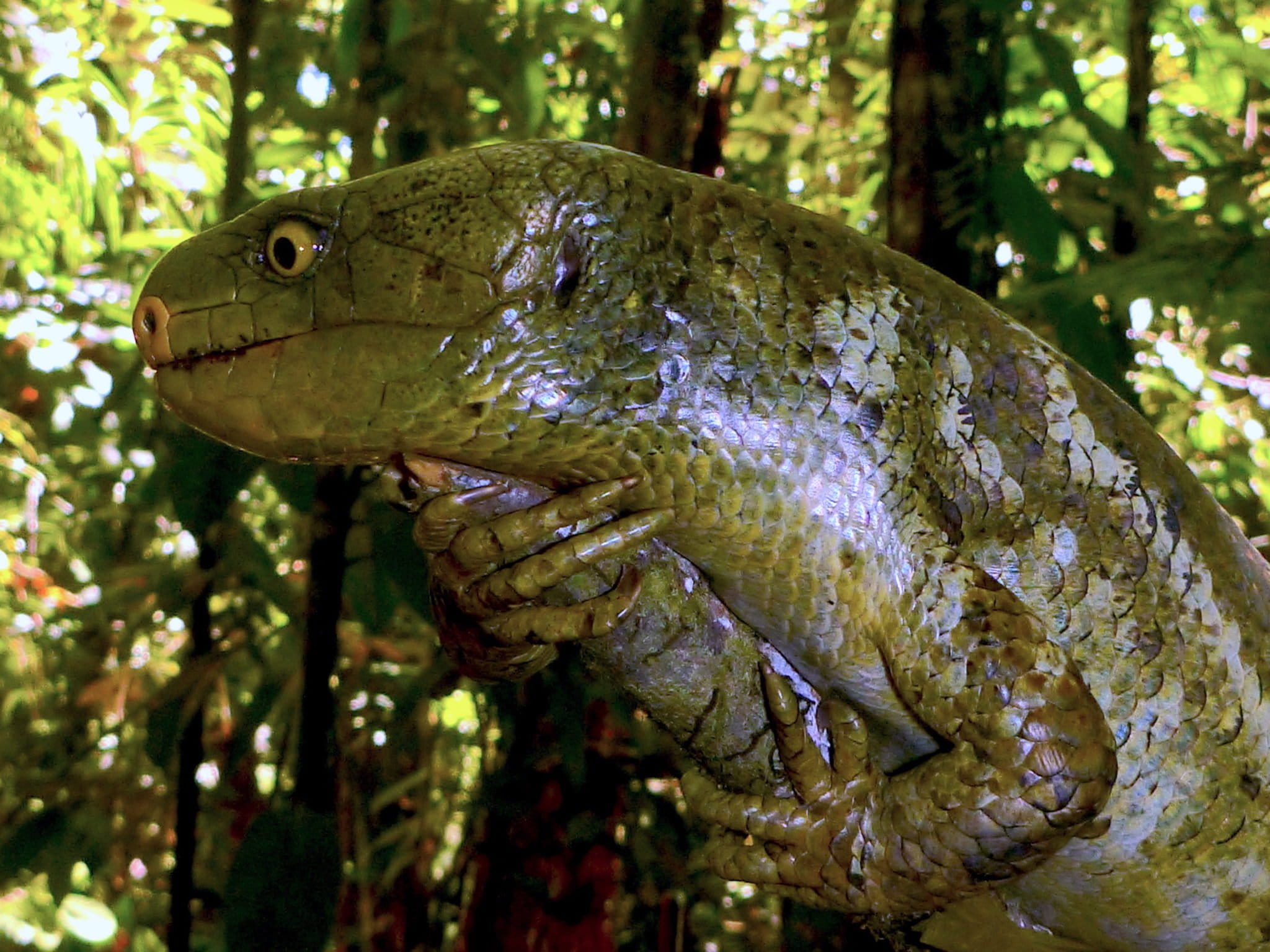Better logging regulations ‘last best hope’ for Solomon Islands, study says