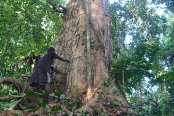 Tree measuring