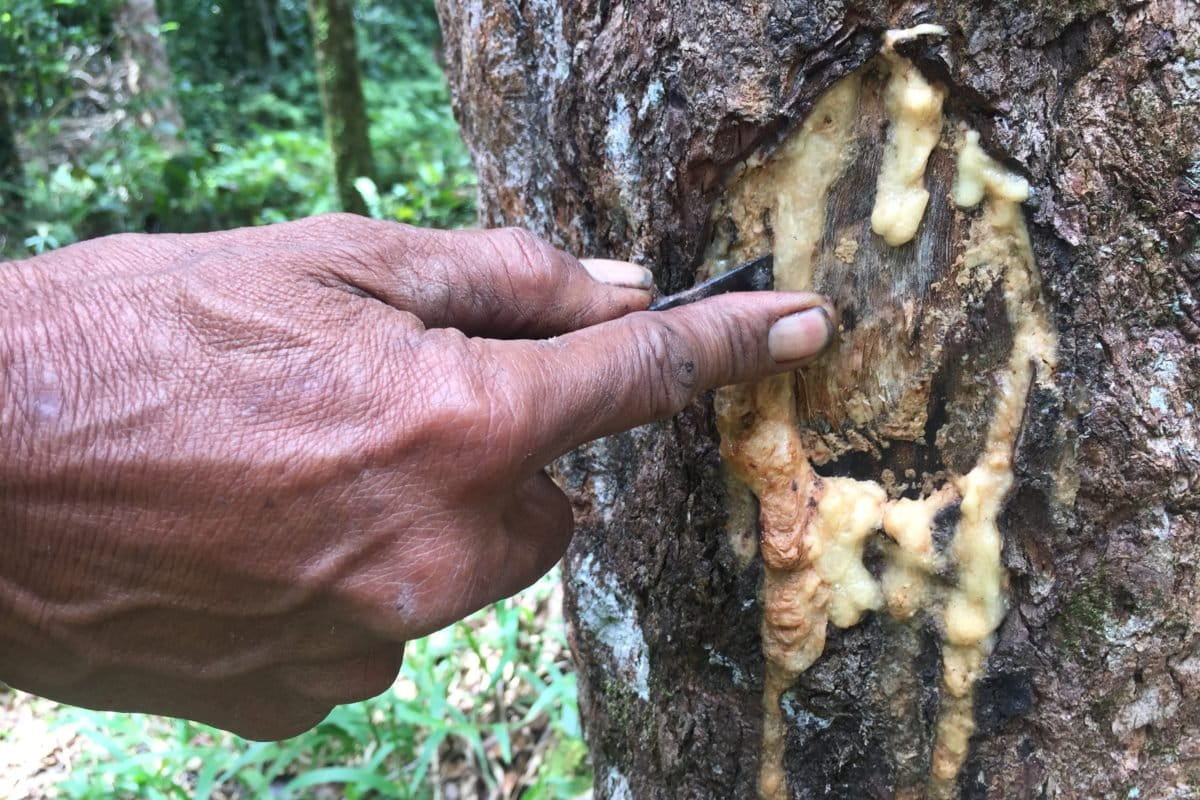 A man taps into a frankincense tree to extract the yellowish resin out of it in the customary forest of the Pandumaan-Sipituhuta Indigenous community in North Sumatra, Indonesia. Image by Barita News Lumbanbatu/Mongabay Indonesia. 