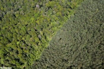 Natural forest and an acacia plantation on the island of Sumatra. Photo credit: Rhett A. Butler