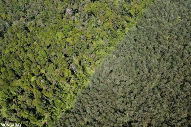 Hutan alam dan taman akasia di pulau sumatera.  Kredit foto: Red A.  Kepala pelayan