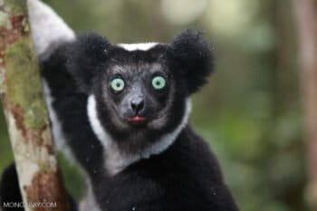 An indri lemur (Indri indri). Image by Rhett A. Butler.