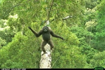 Bornean gibbon