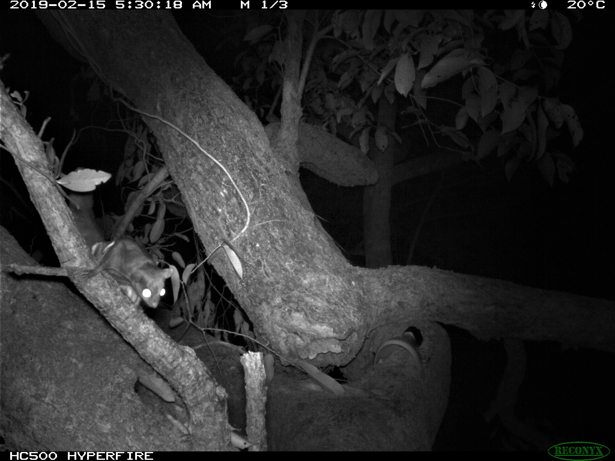 Smoky flying squirrel