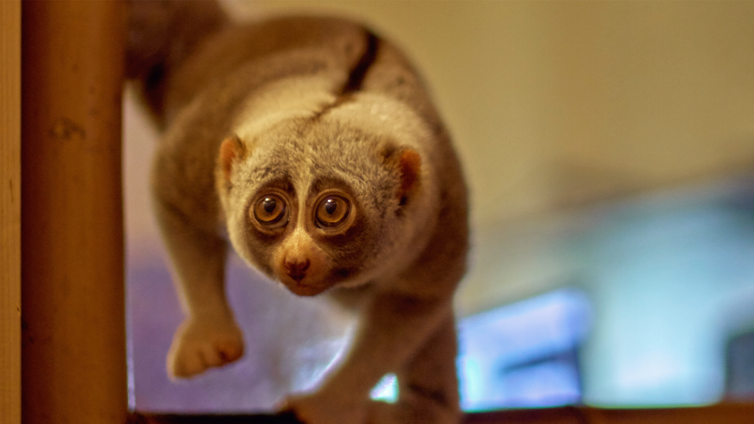 New study finds that minority of animals host majority of zoonotic viruses, image size:2400x1350