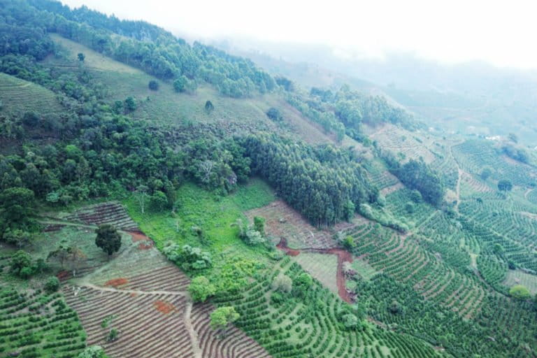 O raro sagui-da-serra: restam menos de 2.500 deles na Mata Atlântica