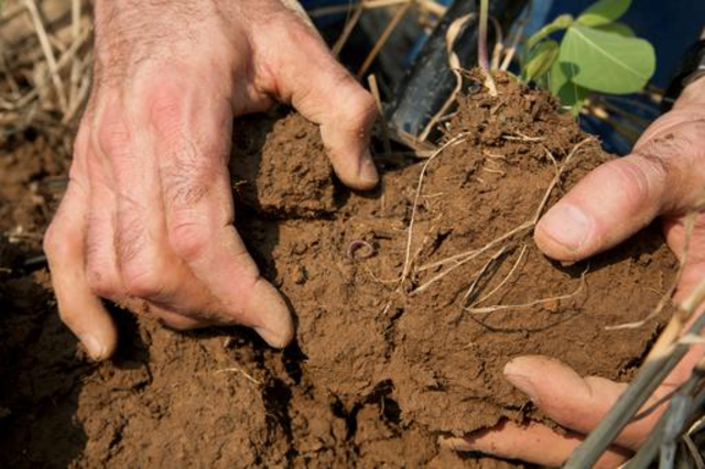 Plant roots exploring agriculturally-managed soil.  Image by USDA National Resources Conservation Service via Wikipedia Commons (CC BY-SA 4.0).