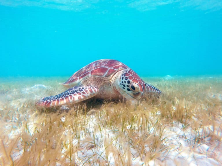 Seagrassgrazing dugongs and green sea turtles supercharge the seeds