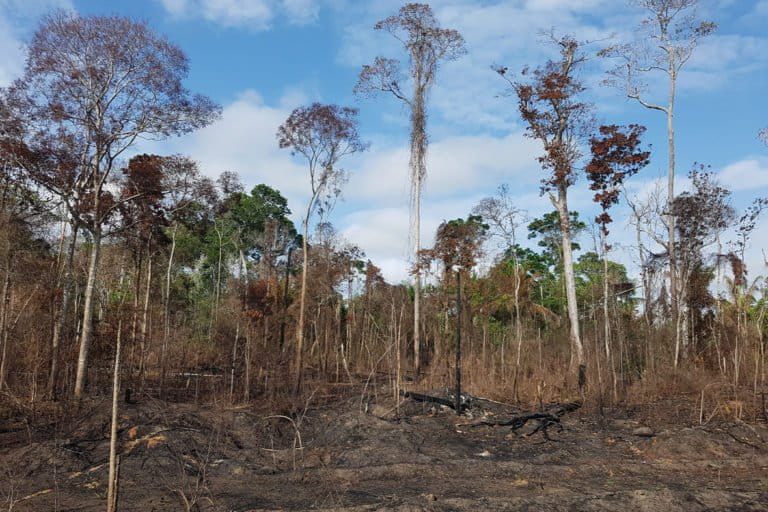 2015 2016 El Nino caused 2.5 billion trees to die in just 1 of the Amazon