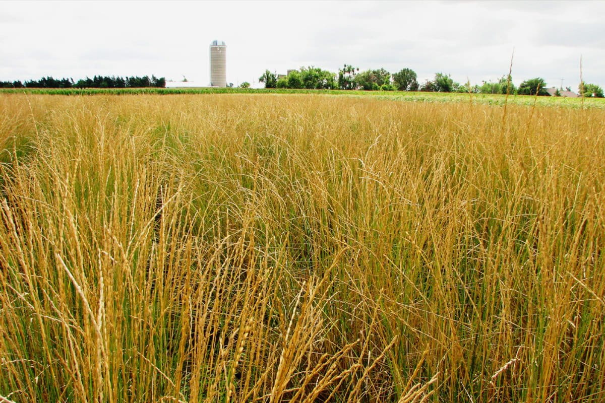 Scientists look to wheatgrass to save dryland farming and capture carbon