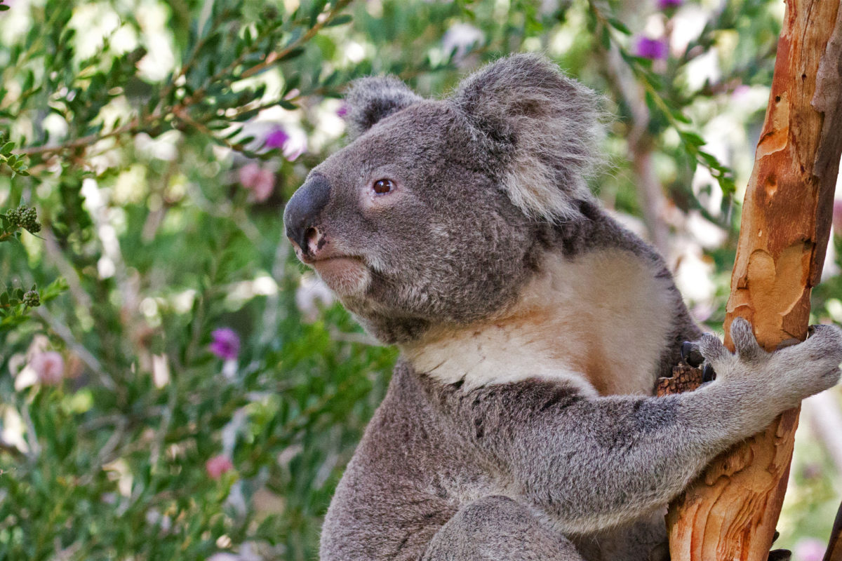 Not just for humans — scientists turn to vaccines to save endangered species Not just for humans — scientists turn to vaccines to save endangered species
