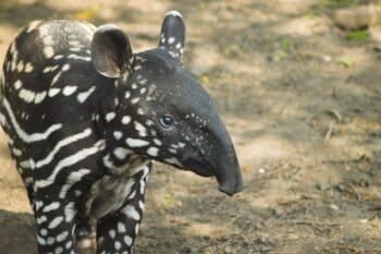 Malayan tapir