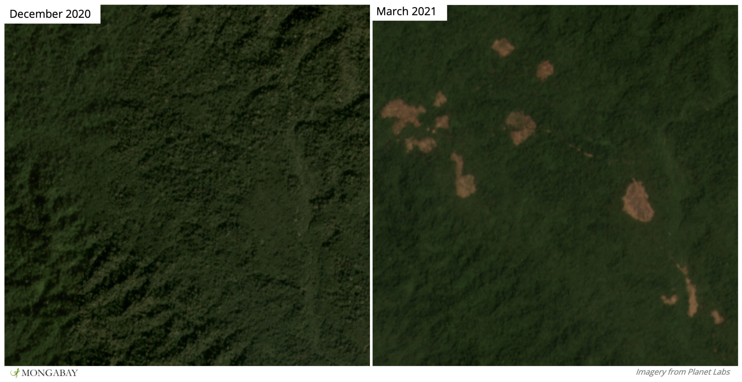 Battling the Shadow of Deforestation: Community-Led Efforts to Combat Deforestation  in Myanmar's Shan State