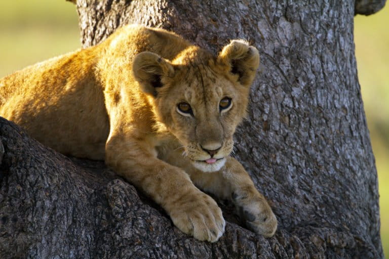 Lion cub in Tanzania. Photo credit: Laly Lichtenfeld