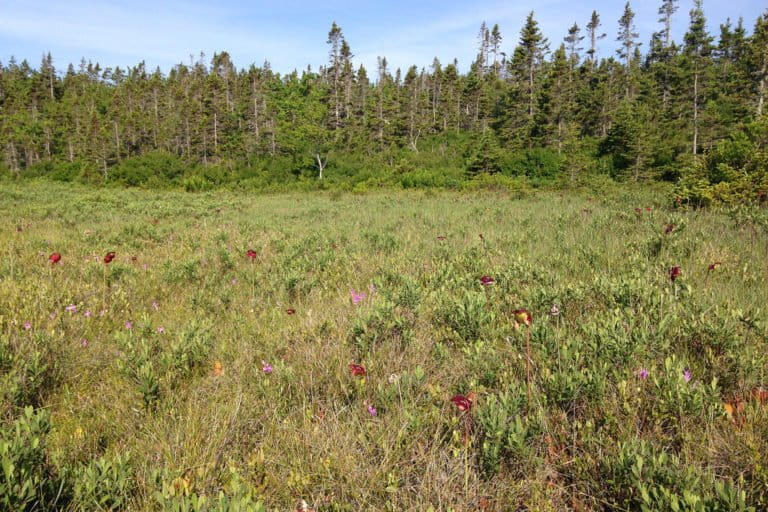 Nova Scotia Forest and Bog. Photo credit: David Jeffrey Ringer