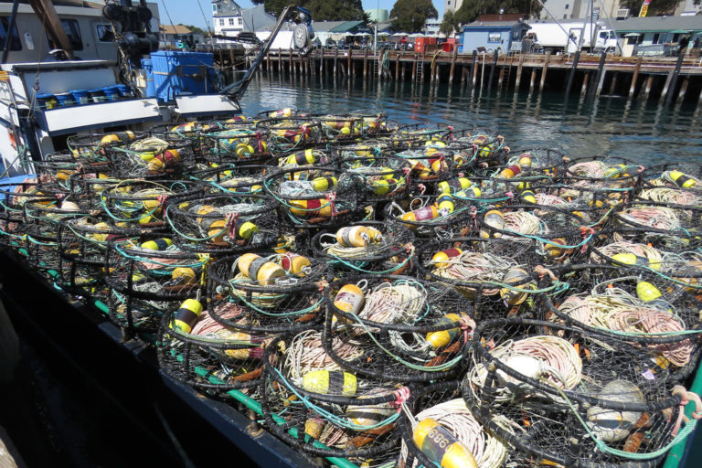 New Brunswick crab fishermen test ropeless traps in effort to protect  whales - Cottage Life