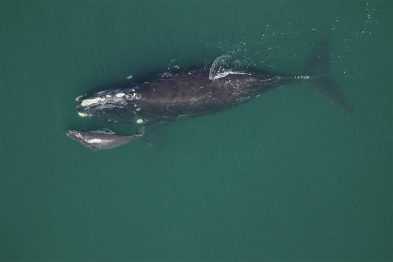 Repeatedly snarled in fishing gear, a scarred right whale fights for  survival