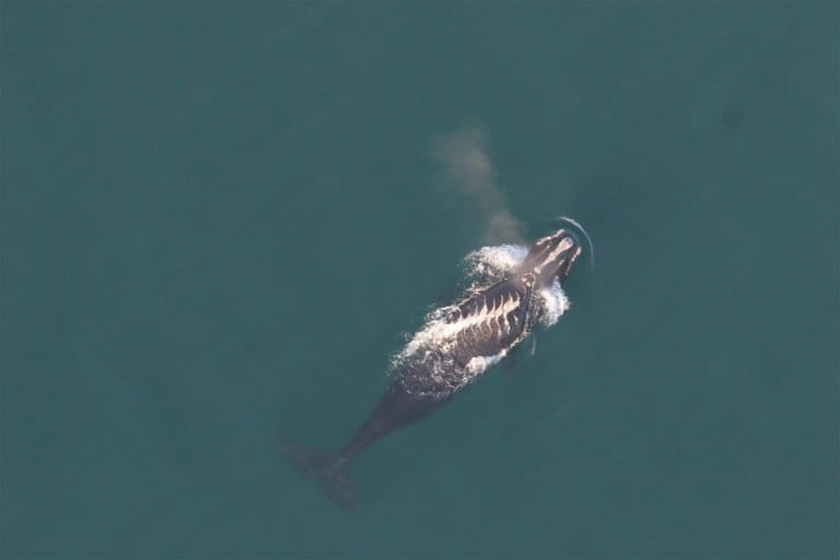 Repeatedly snarled in fishing gear, a scarred right whale fights for  survival