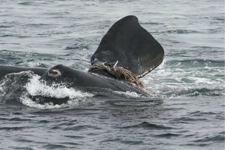 Sizes of gull lesions on southern right whales and their