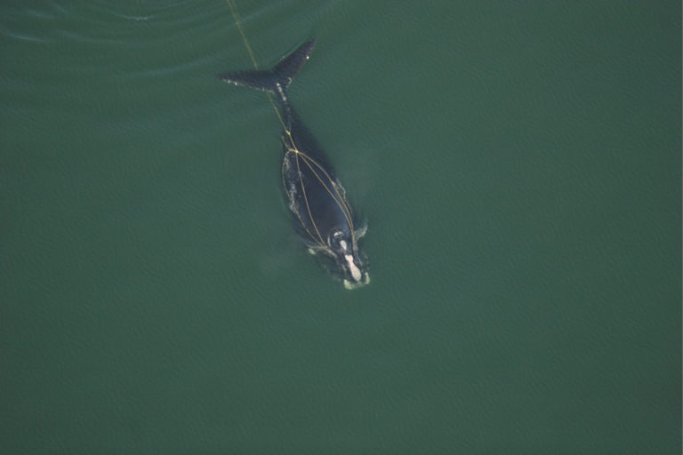 Fishing ropes wrap around the head and mouth, damaging the baleen of a  severely entangled North Atlantic right whale (Eubalaena glacialis) in the  Gulf of Saint Lawrence, Canada. Fishing gear entanglement is